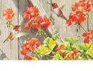 Indoor & Outdoor Hummingbirds with Geraniums MatMate