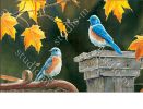 Indoor & Outdoor Bluebird Meeting MatMate Doormat-18x30