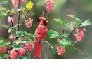 Indoor & Outdoor Cardinal Beauty MatMate Doormat-18x30